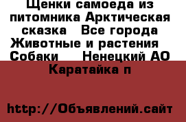 Щенки самоеда из питомника Арктическая сказка - Все города Животные и растения » Собаки   . Ненецкий АО,Каратайка п.